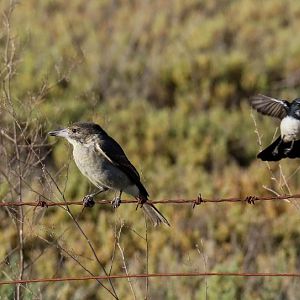 Grey Butcherbird and Willie Wagtail