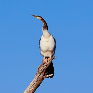 Australian Darter