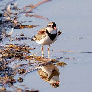 Black-fronted Dotterel