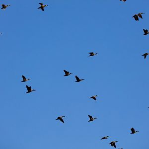 Pink-eared Ducks and Grey Teal