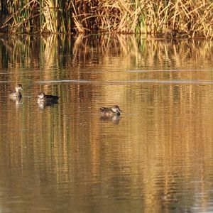 Grey Teal