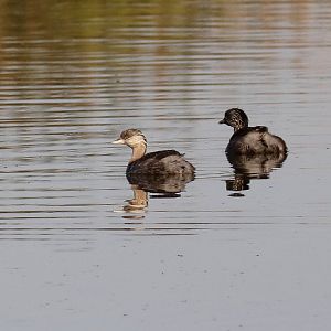 Hoary-headed Grebes