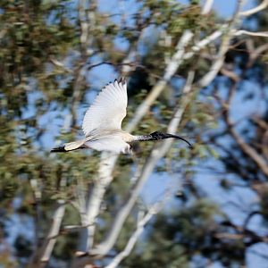Australian White Ibis