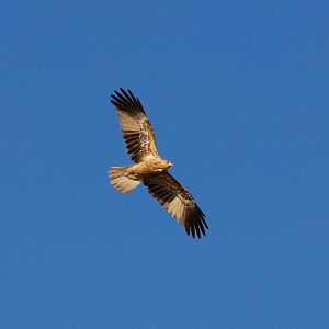 Whistling Kite