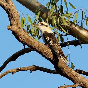 Kookaburra