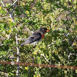 Mistletoebird