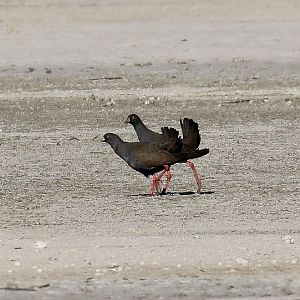 Black-tailed Nativehens