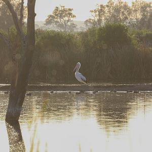 Waterbirds in the early morning