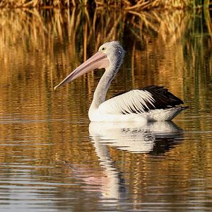 Australian Pelican