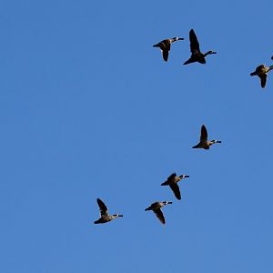 Pink-eared Ducks