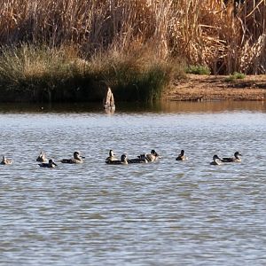 Pink-eared Ducks