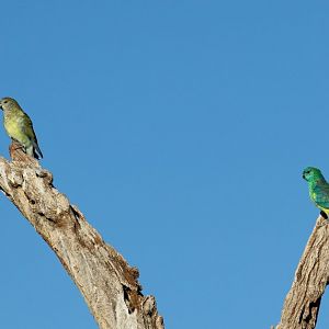 Red-rumped Parrots