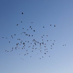 Pink-eared Ducks and Grey Teal