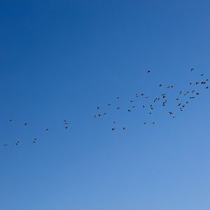 Pink-eared Ducks and Grey Teal