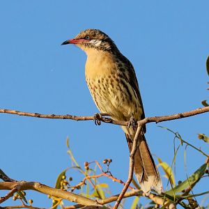 Spiny-cheeked Honeyeater