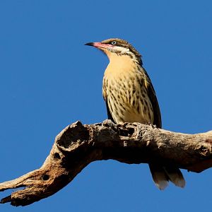 Spiny-cheeked Honeyeater