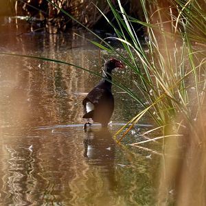 Australian Swamphen