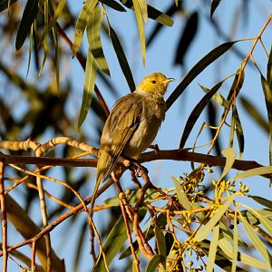 White-plumed Honeyeater