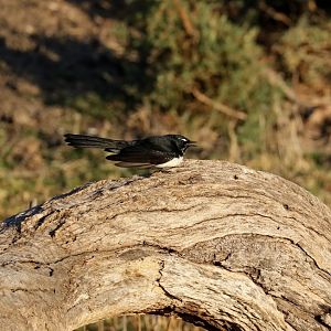 Willie Wagtail