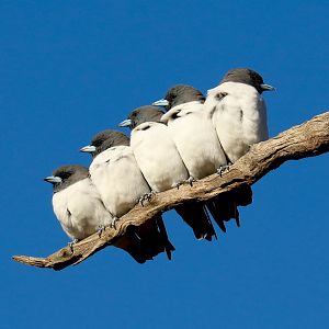 White-breasted Woodswallows