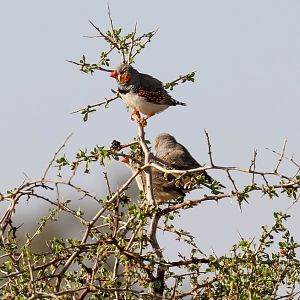 Zebra Finches