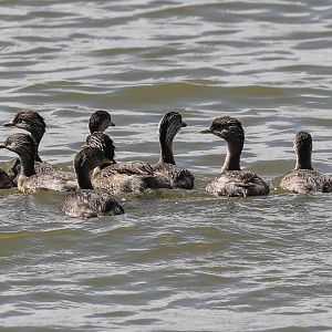Hoary-headed Grebes