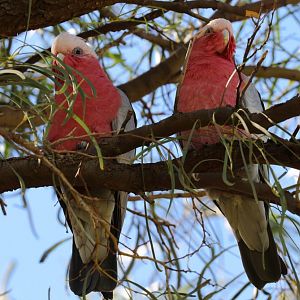 Galahs