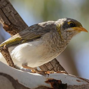 Yellow-throated Miner