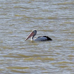 Australian Pelican