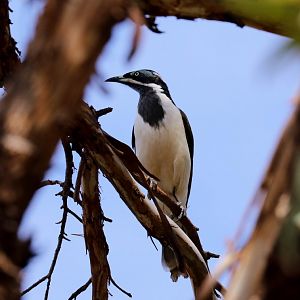Blue-faced Honeyeater