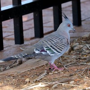 Crested Pigeon
