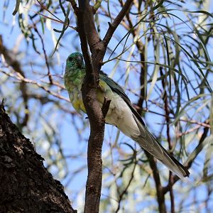 Red-rumped Parrot