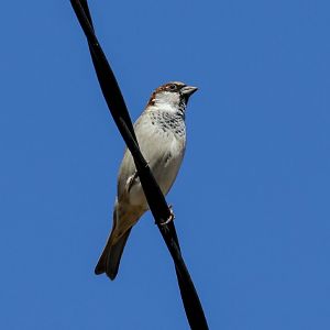 House Sparrow