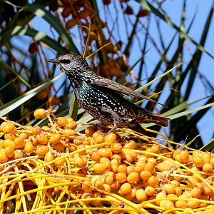 European Starling