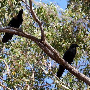White-winged Choughs