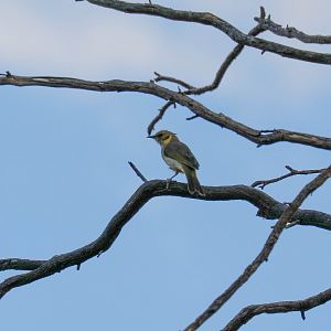 Yellow-plumed Honeyeater