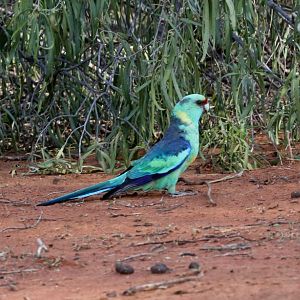 Mallee Ringneck