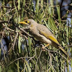 Yellow-throated Miner
