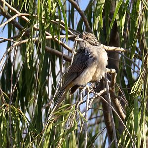 Striped Honeyeater