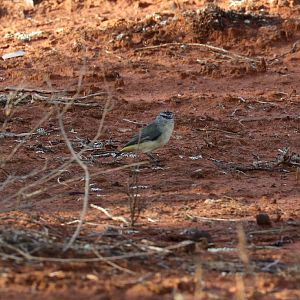 Yellow-rumped Thornbill