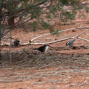 White-browed Babblers