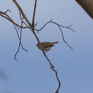 Chestnut-rumped Thornbill