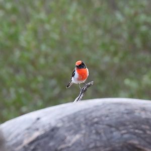 Red-capped Robin
