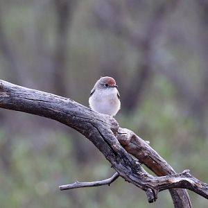 Red-capped Robin hen