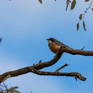 Rufous Whistler