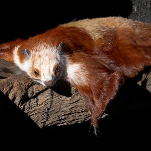 Red-and-white giant squirrel