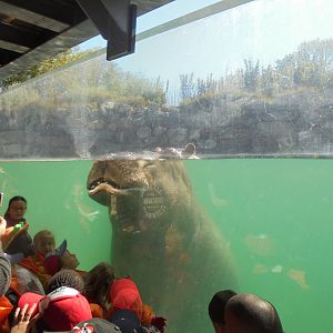 Underwater Hippo viewing.