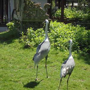 White-naped Cranes.