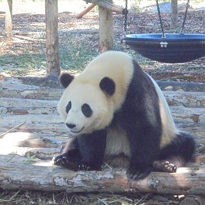 Giant Panda