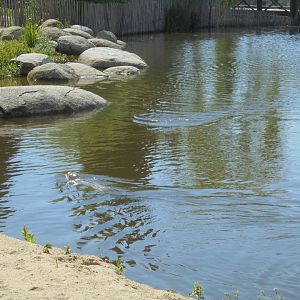 Harbour/common seals in 'Cambron by the sea'